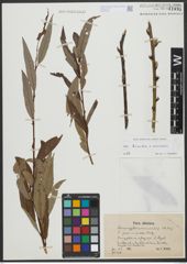 Foto von Salix triandra L. x Salix viminalis L.